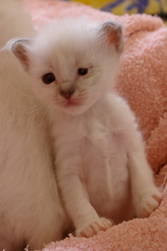 รูปภาพ ครอบครัวน้องเหมียว ลูกแมวน้อยน่ารัก