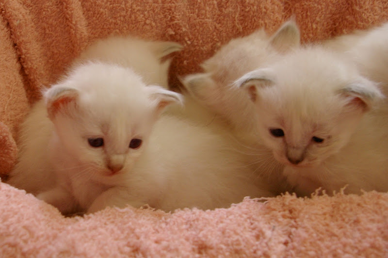 รูปภาพ ครอบครัวน้องเหมียว ลูกแมวน้อยน่ารัก