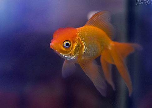รูปภาพ ปลาทอง GoldFish ปลาสวยงาม ปลาตู้ สัตว์เลี้ยง ปลาทองสวยๆ