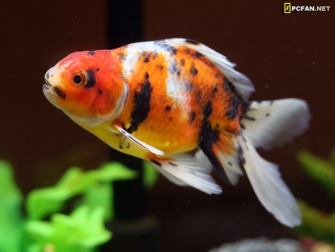 รูปภาพ ปลาทอง GoldFish ปลาสวยงาม ปลาตู้ สัตว์เลี้ยง ปลาทองสวยๆ