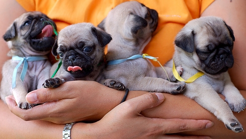 รูปภาพ ปั๊ก pug สัตว์เลี้ยง สุนัข หมาหน้าย่นแสนน่ารัก