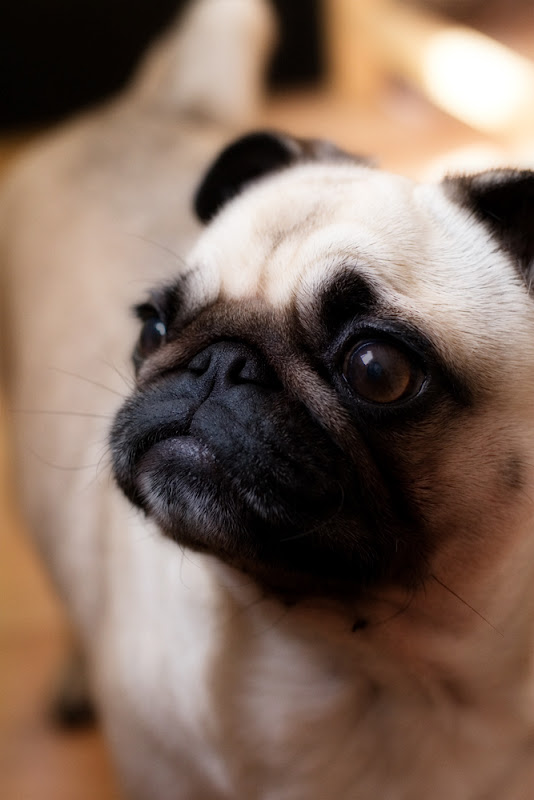 รูปภาพ ปั๊ก pug สัตว์เลี้ยง สุนัข หมาหน้าย่นแสนน่ารัก