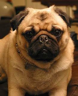 รูปภาพ Pug หมาปั๊ก น่ารักที่สุด