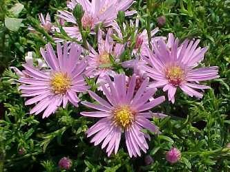 [peterharrison[1].jpg]