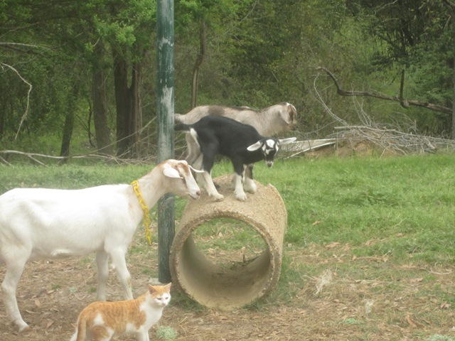 [goats 018[7].jpg]