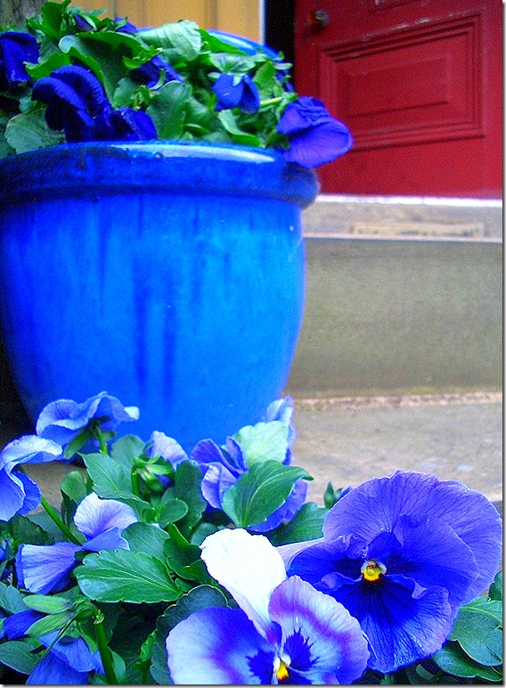 time to plant some pansies…