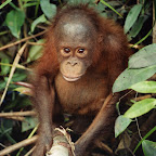 orangutan 600 scan.jpg