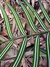 Chinese flowering yew