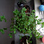 Spearmint