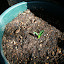Artichoke - Imperial Star Seed - Set #2:Plant #1