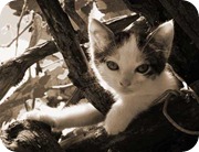 sepia-tone sepia-tone