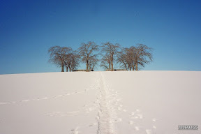 Skogskyrkogården