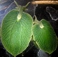  Elysia chlorotica : Siput yang bisa melakukan fotosintesis