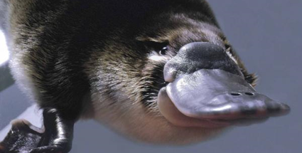  Platypus : Hewan petelur yang menyusui