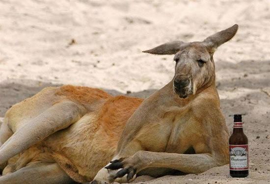[FunnyPart-com-drunk_kangaroo[3].jpg]