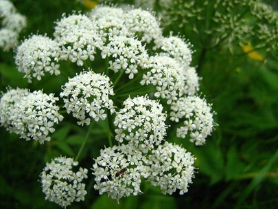 flores-plantas-angelica flores-plantas-angelica