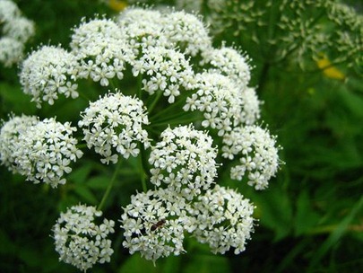 flores-plantas-angelica