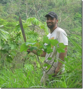 jatropha Joshua