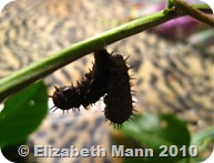 IMG_4170 IMG_4170