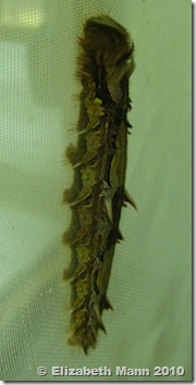 Blue Morpho caterpillar Blue Morpho caterpillar