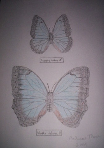 [Andrea's butterflies.jpg]