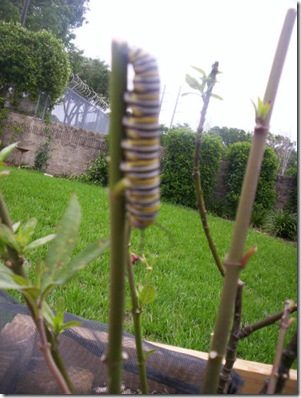 large caterpillar 1