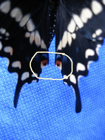 [black swallowtail eyes[2].jpg]