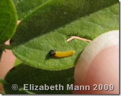 tiny caterpillar