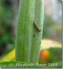 monarch on pod