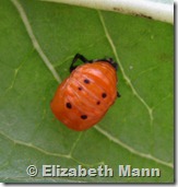 ladybug pupa for blog
