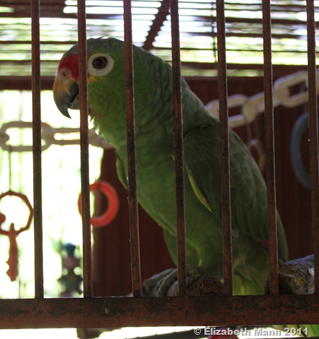[bird23.jpg]