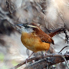 Carolina Wren