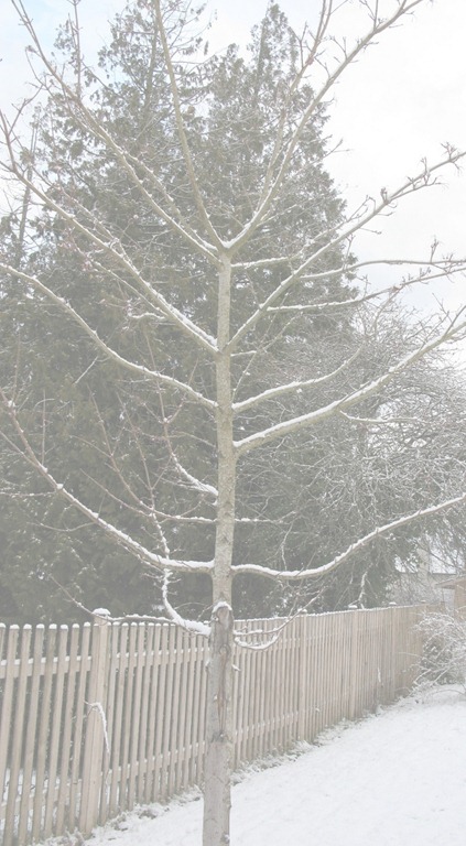 [winter tree[9].jpg]