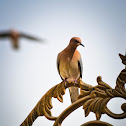 Laughing Dove