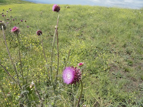 Fene captured this picture of a thistle as Marilyn was too distraught to contineue.