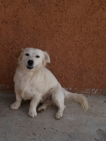 This little mascot was waiting for us when we came back. Perhaps he knew we were going to have an Asada (Argentinian BBQ).
