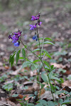 04-05 hrachor lecha (jarn�)