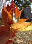DSC09155.JPG