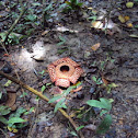 Rafflesia