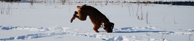 [DSC_0334_crop[5].jpg]