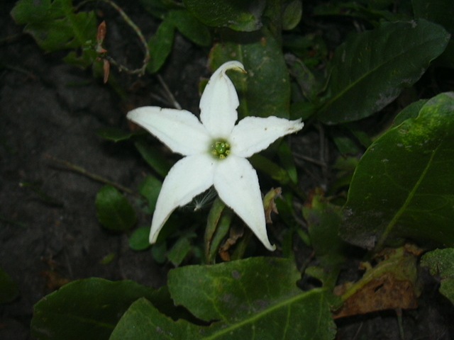 [R.delPilar66flordesapo2.jpg]