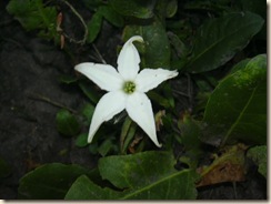 R. del Pilar (66) flor de sapo