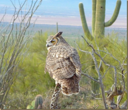 Owl In Desert