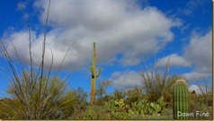 Desert museum_236_thumb