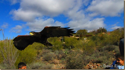 Desert museum_162