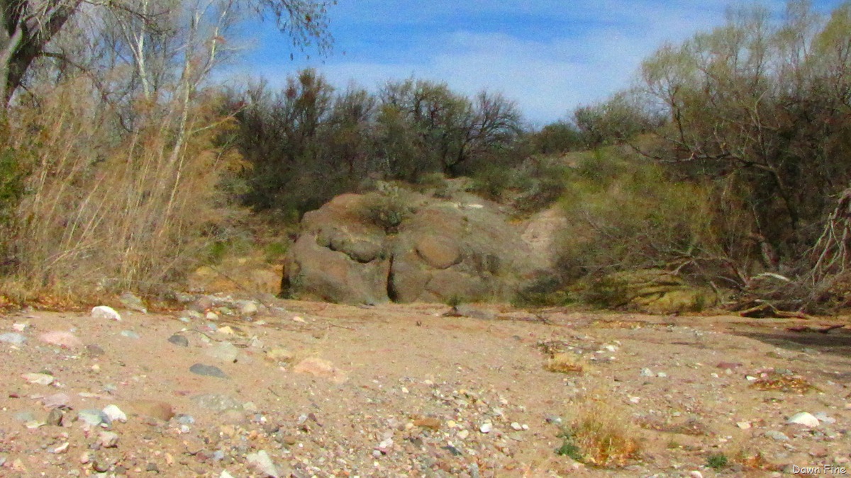 [cienagabirdingwithKathie_0183.jpg]