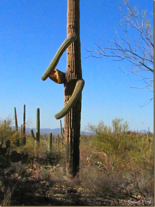 Sonoran NP west_034