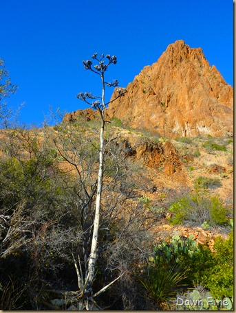 Cat tail Falls_019