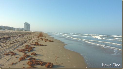 padre island_073