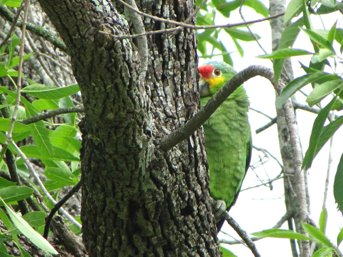 [Birding valley nature center_008[3].jpg]